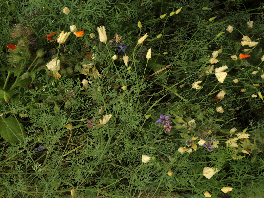 http://www.frederickcarnet.com/files/gimgs/239_garden17sept20199410.jpg